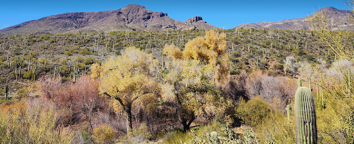 Cave Creek AZ Starlink installation 